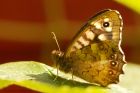 speckledWood_130915b.jpg