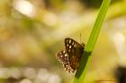 speckledWood_130915e.jpg