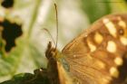 speckledWood_130915f.jpg