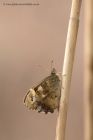 speckledWood_150411a.jpg