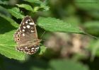 speckledWood_160810a.jpg