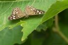 speckledWood_260714b.jpg