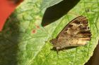 speckledWood_260914a.jpg