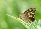 speckledWood_270411a.jpg