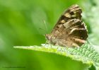 speckledWood_270411b.jpg