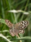 speckledWood_270611a.jpg