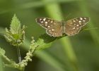 speckledWood_270707a.jpg