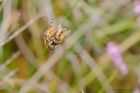 spider4ID_meathop_170820a.jpg