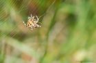 spider4ID_meathop_170820b.jpg