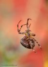 spider_031010a.jpg