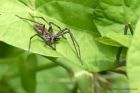 spider_070611a.jpg