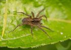 spider_100508a.jpg