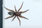 spider_120518a.jpg