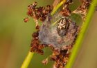 spider_120909a.jpg