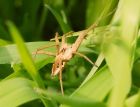 spider_230508a.jpg