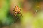 Filename=spider_gdn_130923a.jpg
Filesize=651KB
Dimensions=1300x867
Date added=Aug 28, 2025 spider_gdn_130923a.jpg