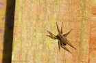 spider_gdn_300321a.jpg