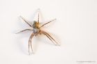 Filename=spider_stack_180420a.jpg
Filesize=326KB
Dimensions=1200x799
Date added=Apr 02, 2021 spider_stack_180420a.jpg