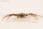 spider_stack_180420b.jpg