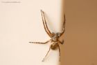 spider_stack_180420c.jpg