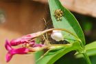 spiderlings_gdn_270519a.jpg