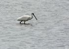 Filename=spoonbill_310807b.jpg
Filesize=125KB
Dimensions=800x582
Date added=Jul 31, 2008 spoonbill_310807b.jpg
