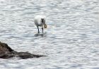 spoonbill_310807e.jpg