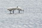 spoonbill_310807i.jpg