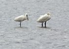 spoonbill_310807k.jpg