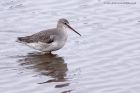 spotShank_041111a.jpg