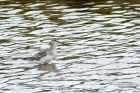 spotShank_200913a.jpg