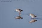 spotShank_280312a.jpg