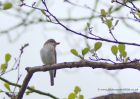 Filename=spottedFlycatcher_120510a.jpg
Filesize=186KB
Dimensions=800x571
Date added=May 13, 2010 spottedFlycatcher_120510a.jpg