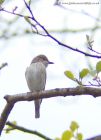 spottedFlycatcher_120510b.jpg