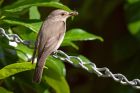 spottedflycatcher_100611a.jpg