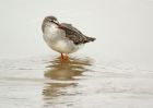 spottedshank_261007a.jpg