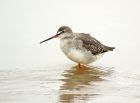 spottedshank_261007b.jpg