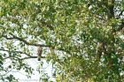 sprawk_070916a.jpg