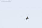 Filename=sprawk_111116a.jpg
Filesize=280KB
Dimensions=1000x667
Date added=Feb 01, 2018 sprawk_111116a.jpg