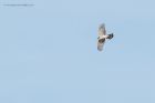 Filename=sprawk_121115h.jpg
Filesize=411KB
Dimensions=1200x800
Date added=Aug 21, 2016 sprawk_121115h.jpg