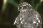 Filename=sprawk_181214e.jpg
Filesize=264KB
Dimensions=1200x800
Date added=Jan 31, 2015 sprawk_181214e.jpg