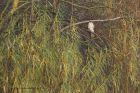 Filename=sprawk_231113a.jpg
Filesize=310KB
Dimensions=1100x733
Date added=Feb 17, 2014 sprawk_231113a.jpg