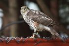 Filename=sprawk_301014k.jpg
Filesize=308KB
Dimensions=1200x800
Date added=Jan 01, 2015 sprawk_301014k.jpg