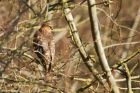Filename=sprawk_MiM_270220a.jpg
Filesize=593KB
Dimensions=1250x833
Date added=Apr 02, 2021 sprawk_MiM_270220a.jpg
