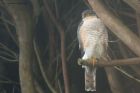 Filename=sprawk_gdn_010319a.jpg
Filesize=431KB
Dimensions=1300x866
Date added=Mar 04, 2021 sprawk_gdn_010319a.jpg