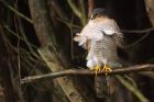 Filename=sprawk_gdn_070219a.jpg
Filesize=590KB
Dimensions=1250x833
Date added=Mar 04, 2021 sprawk_gdn_070219a.jpg