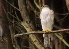 Filename=sprawk_gdn_070219b.jpg
Filesize=449KB
Dimensions=1250x885
Date added=Mar 04, 2021 sprawk_gdn_070219b.jpg