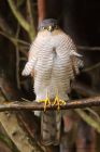 Filename=sprawk_gdn_070219c.jpg
Filesize=437KB
Dimensions=667x1000
Date added=Mar 04, 2021 sprawk_gdn_070219c.jpg