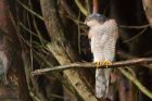 Filename=sprawk_gdn_070219d.jpg
Filesize=408KB
Dimensions=1200x800
Date added=Mar 04, 2021 sprawk_gdn_070219d.jpg