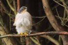 Filename=sprawk_gdn_070219e.jpg
Filesize=472KB
Dimensions=1200x800
Date added=Mar 04, 2021 sprawk_gdn_070219e.jpg